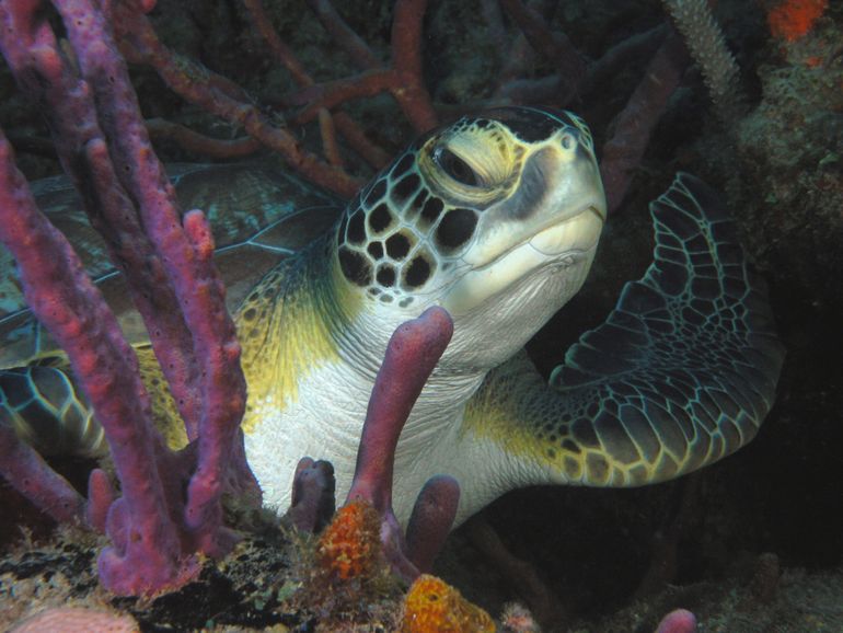 Green sea turtle