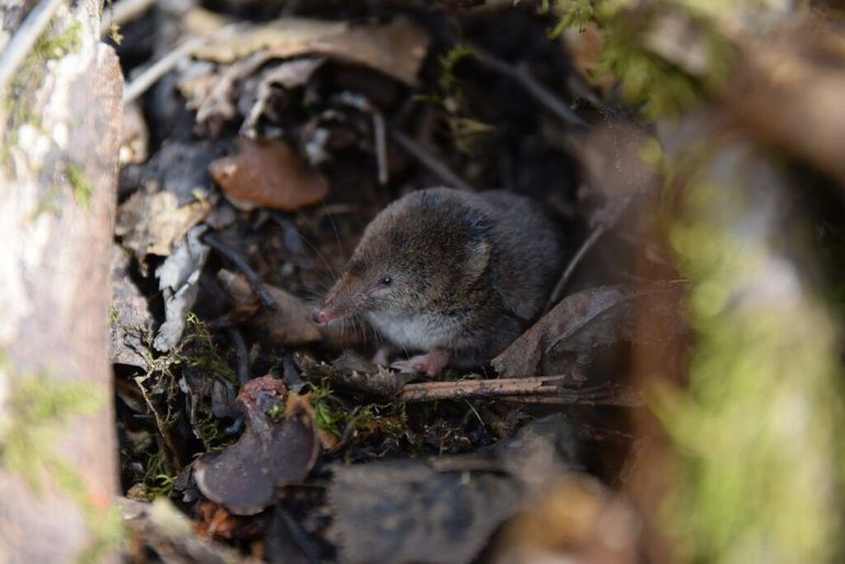 De bosspitsmuis is niet vaak boven de grond, en zeker niet in de winter