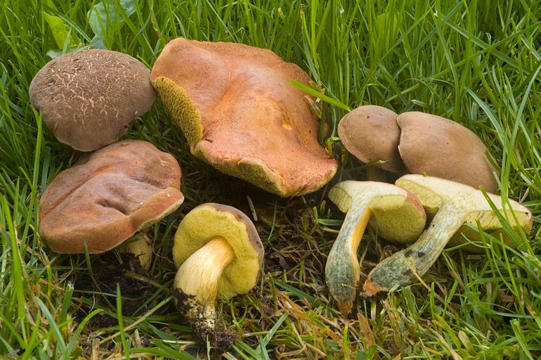 Blozende fluweelboleet (Xerocomellus engelii) met de blauwverkleuring in de steel, en rode puntjes in de steelvoet