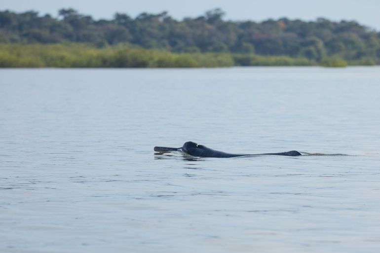 Rivierdolfijn Amazone, Columbia