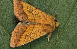 Pyrrhia umbra, Oranje o-vlinder