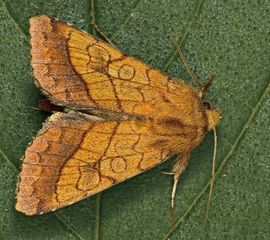 Pyrrhia umbra, Oranje o-vlinder