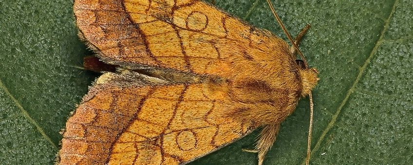 Pyrrhia umbra, Oranje o-vlinder