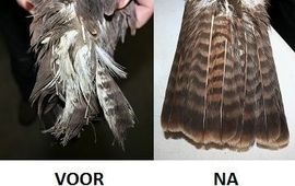 Natuurhulpcentrum Opglabbeek voor en na extensions buizerd