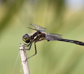Een mannetje van de zwarte heidelibel is te herkennen aan het vele zwart