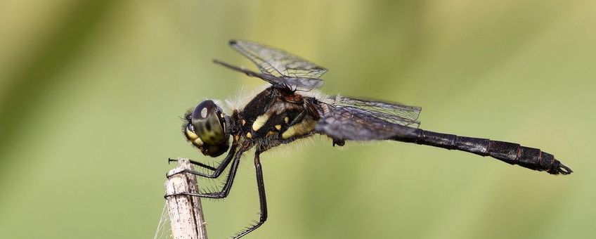 Een mannetje van de zwarte heidelibel is te herkennen aan het vele zwart