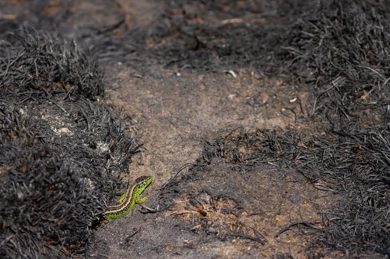 Een groen mannetje zandhagedis geeft bijna licht op een kale, zwarte, verbrande vlakte en loopt groot risico op predatie door roofvogels