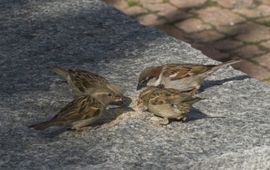 Passer domesticus. Huismus