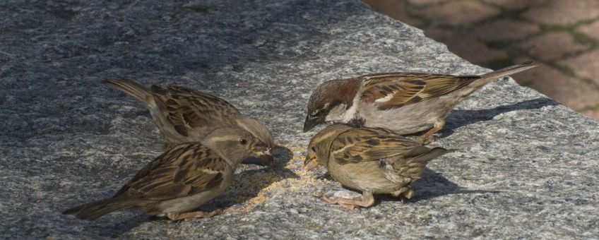 Passer domesticus. Huismus