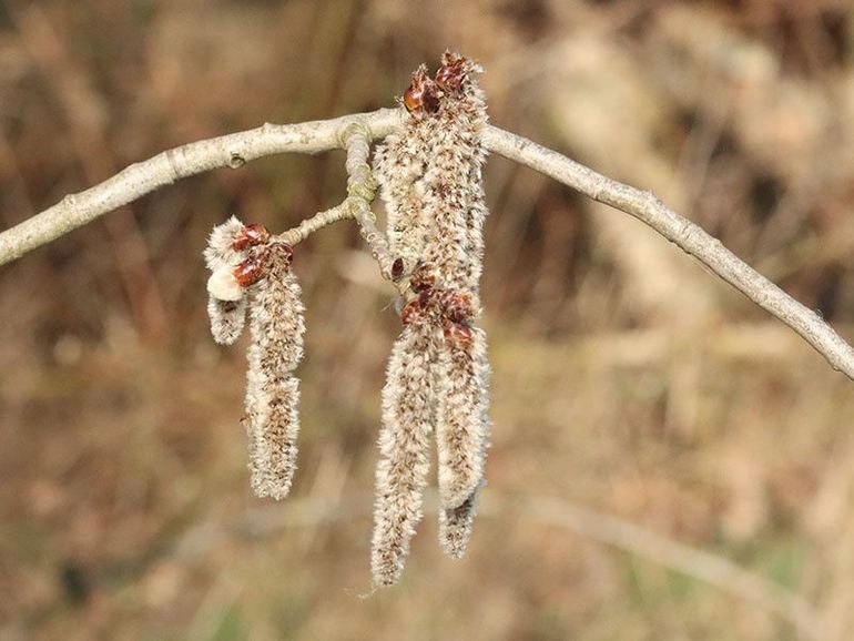 Ratelpopulieren zijn tweehuizig, er zijn mannelijke en vrouwelijke exemplaren, die beide wollige katjes maken