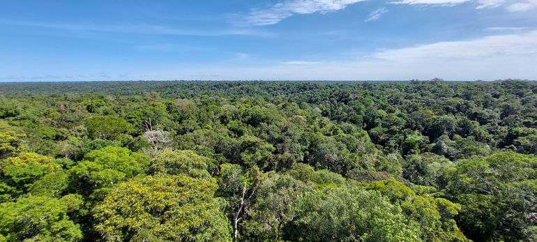 Amazon forest