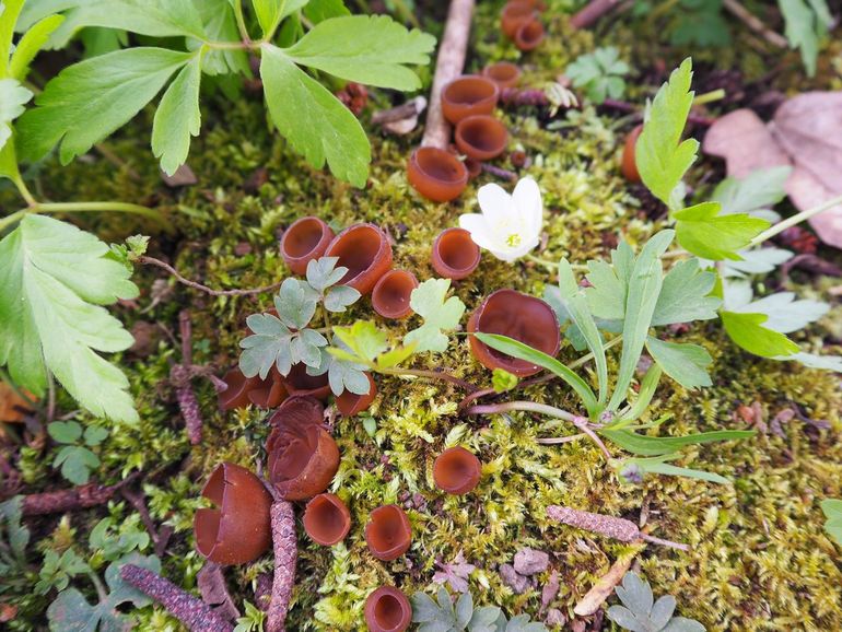 Anemonenbekerzwam (Dumontinia tuberosa)