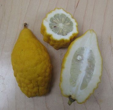 Citrus medica