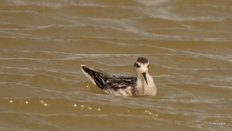 Grauwe franjepoten die je nu ziet zijn bijna altijd jonge vogels