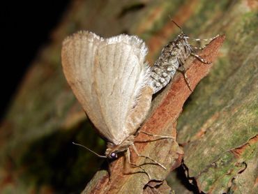 Paring van kleine wintervlinder