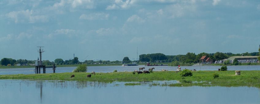 Hoog water rivieren, dieren zoeken hogere delen op