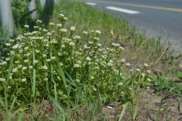 Deens lepelblad in de middenberm