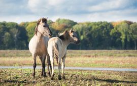 Konikpaarden bij Borgharen EENMALIG GEBRUIK