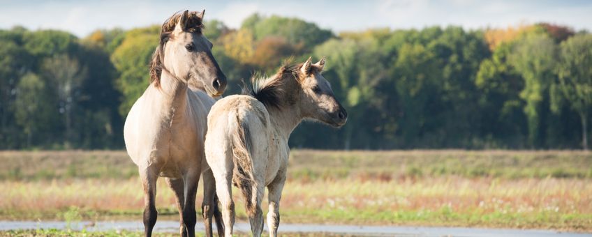 Konikpaarden bij Borgharen EENMALIG GEBRUIK