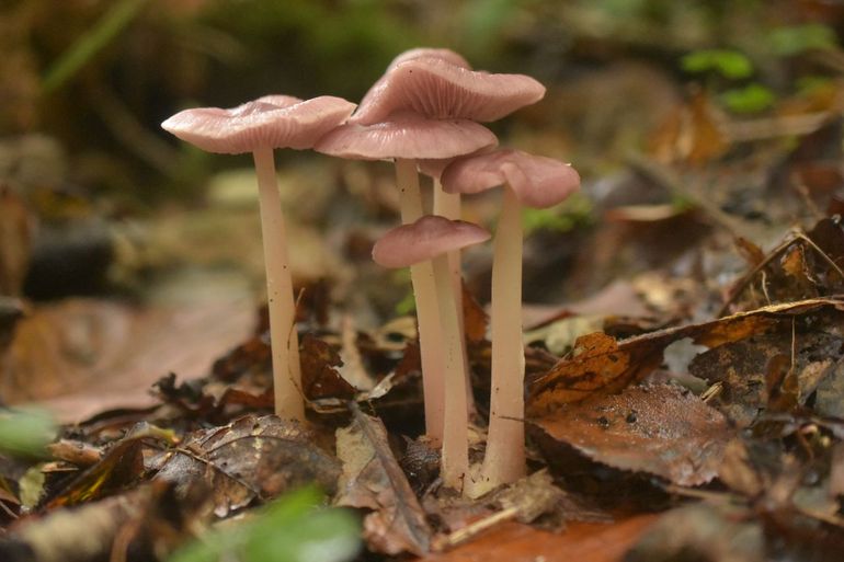 Heksenschermpje (Mycena rosea) is een strooiselafbreker in loofbossen die positief reageert op vermesting en klimaatopwarming