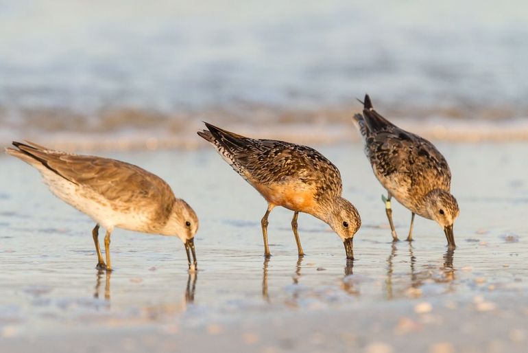 Kanoeten zijn talrijke strandlopers langs de trekroute, maar laten opvallend verschillende ontwikkelingen zien. De ondersoort islandica die op Groenland en in Noordoost-Canada broedt, overwintert langs de Europese kust. Deze populatie groeit volgens de tellingen. Maar de ondersoort canutus uit Siberië kampt juist met een forse afname. Deze vogels overwinteren langs de West-Afrikaanse kust