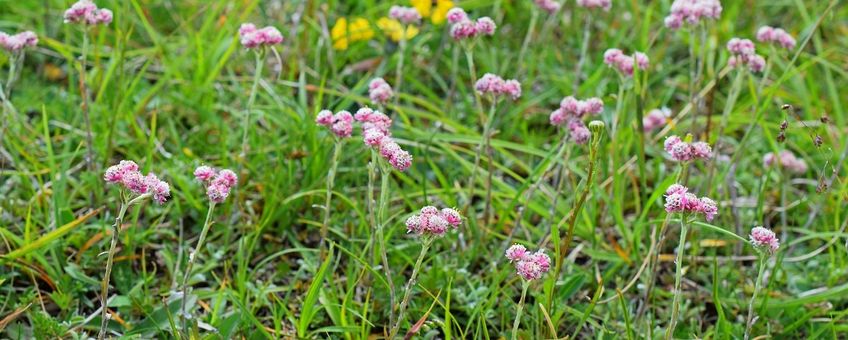 Antennaria dioica. Rozenkransje