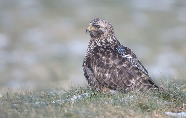 Gezenderde ruigpootbuizerd Janosch was in de winter van 2020/21 een vaste gast op de slaperdijk in Oost-Groningen