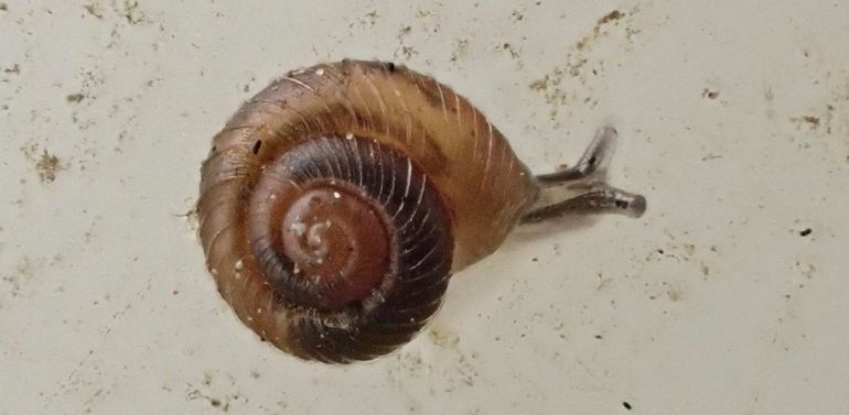 Duintolletje, broertje van het Dwergpuntje. Deze oorspronkelijk niet-inheemse mini verovert ons land in een on-slakkig snel tempo. 26-11-2022, duinen bij IJmuiden