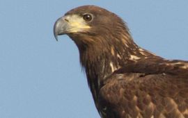 Cor Fikkert, Staatsbosbeheer Zeearend
