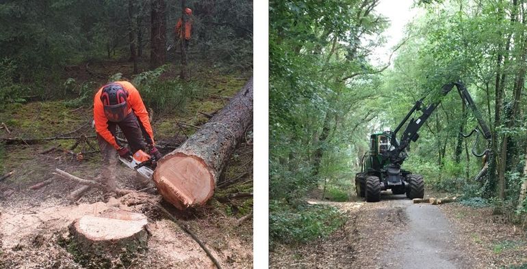 De ene velling is de andere niet: Handmatig zagen met de kettingzaag (links) (Bron: Renzo Hop) en werken vanaf de weg met een harvester (rechts)