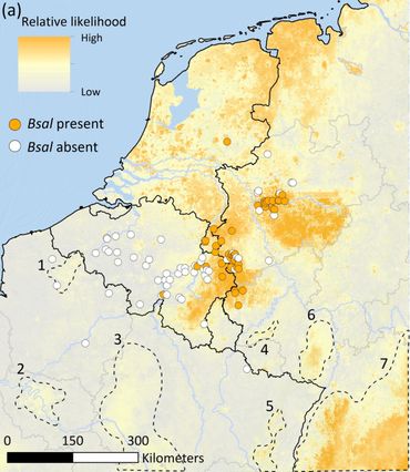 Deze kansenkaart toont relatieve landschapsgeschiktheid voor de salamanderschimmel Bsal. Gebieden gekarakteriseerd door een hogere geschiktheid zijn warmer gekleurd