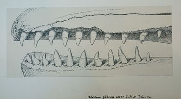 Tekening van een kaak van een griend, door Rob van Assen