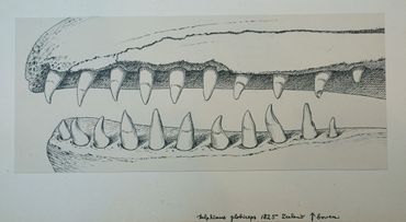 Tekening van de kaak van een griend, door Rob van Assen