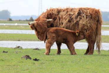 Schotse Hooglander met kalf in de Noordwaard