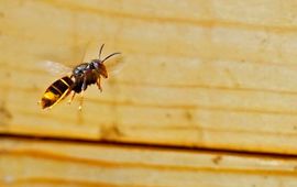 Aziatische hoornaar voor bijenkast