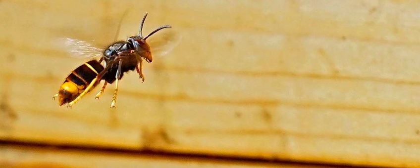 Aziatische hoornaar voor bijenkast