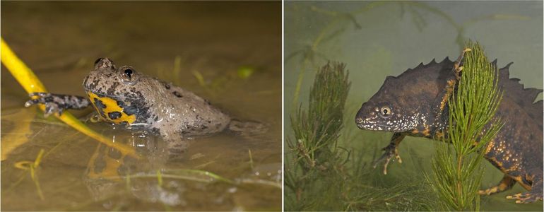 Zowel de streng beschermde geelbuikvuurpad als de kamsalamander worden op verschillende plekken in Nederland getroffen door amfibieënschimmels