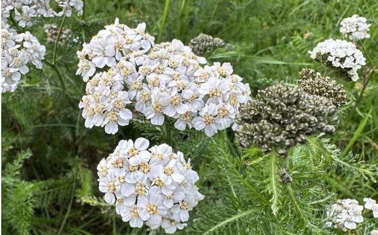 Duizendblad is zo'n plant die goed tegen droogte en de volle zon kan
