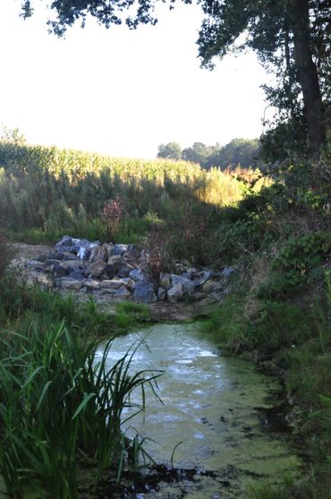 Rotspartijen stuwen het water in de Kraggeloop