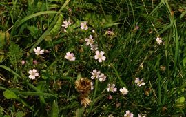 Benjamin Zwittnig, Wikimedia Commons Gypsophila muralis. Gipskruid