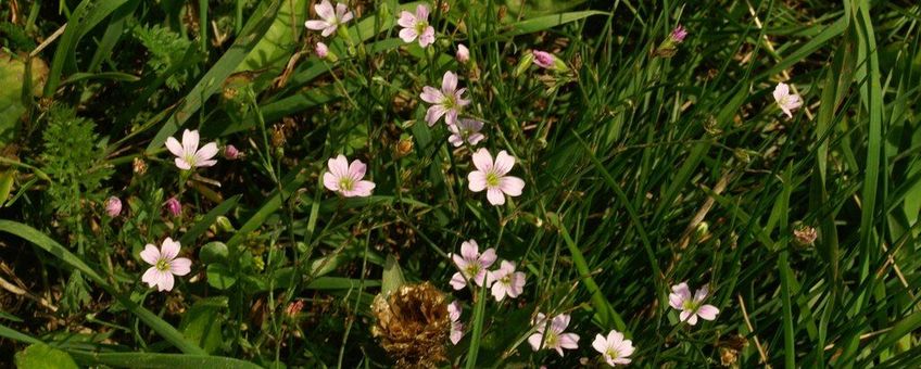 Gypsophila muralis. Gipskruid