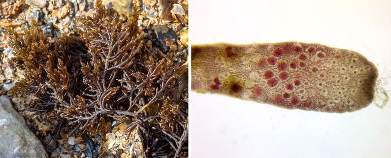 Stomp rendiergeweiwier is een ook buiten het water stevig roodwier met een bruine tot paarsbruine kleur, de uiteinden zijn vaak veel lichter. Rechts: uiteinde van een tak met ingezonken top en haarbundel; in het midden de veel rodere tetrasporangia