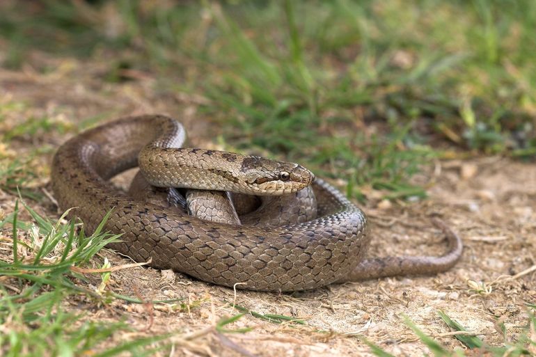 werkzaamheid Bekritiseren composiet Nature Today | Actualisatie gladde slang en adder in Gelderland: help mee!