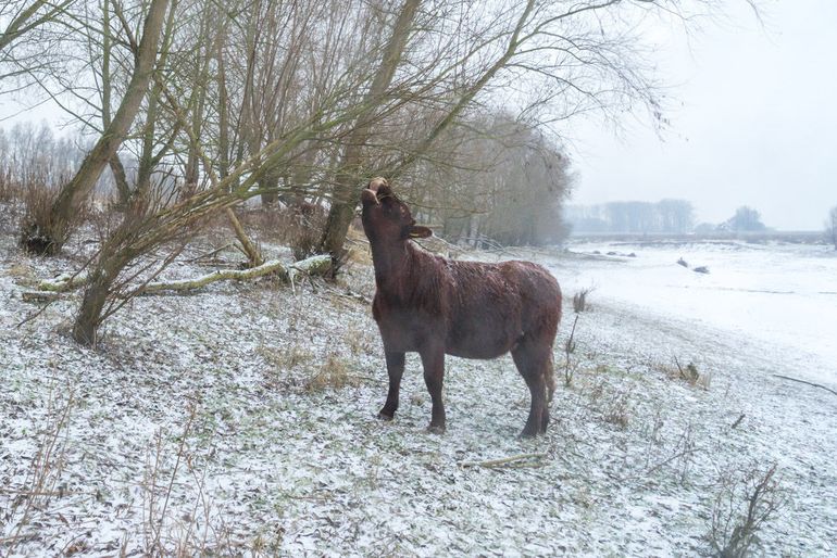 Rode Geus snoept van twijgen