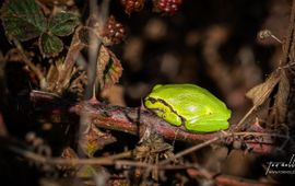 Ton Nolles, Flickr Boomkikker, herfst