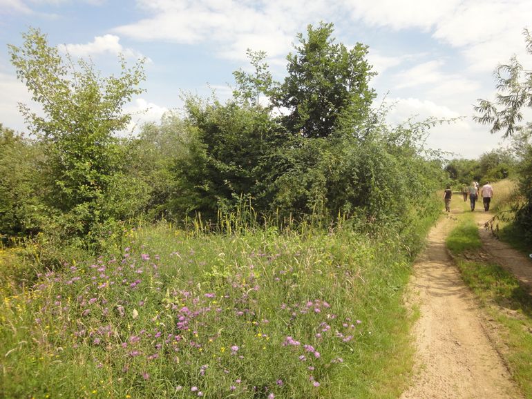 Schoolvoorbeeld van hardhoutooibosontwikkeling met extensieve jaarrondbegrazing vanuit een struweelfase, waarbij Zomereiken in de bescherming van stekelstruwelen opgroeien. Koningssteen (Maasplassengebied) in 2012