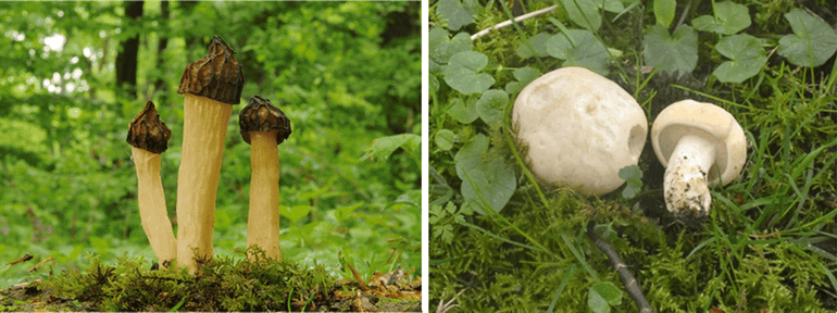Kapjesmorielje (links), Voorjaarspronkridder