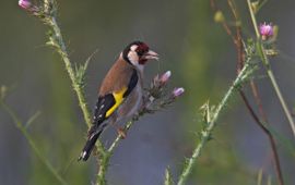 Carduelis carduelis. Putter