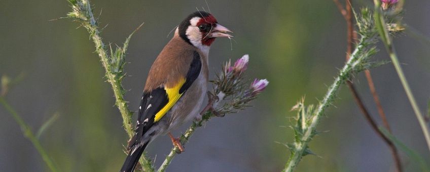 Carduelis carduelis. Putter