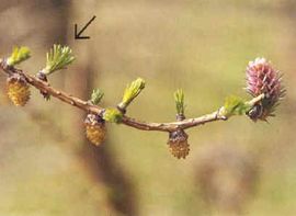 Larix decidua, Europese larix, European larch, bladontplooiing